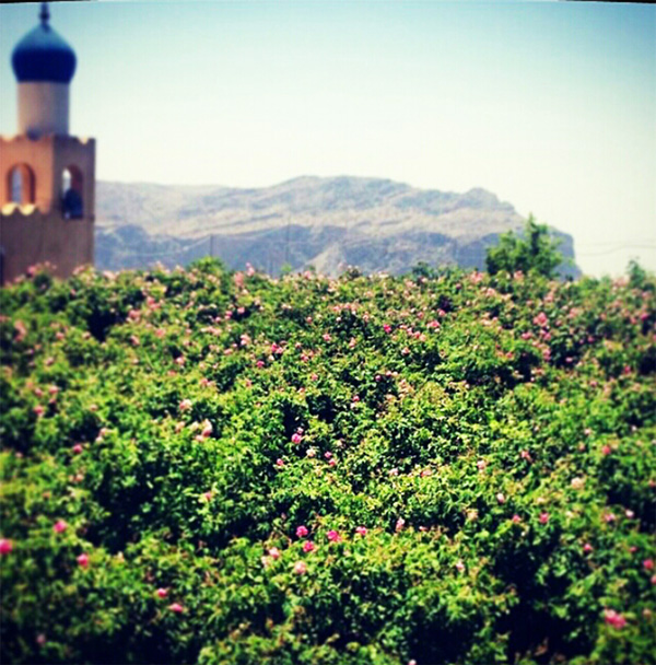 Wander through fields of Damask roses in Jabal Akhdar 